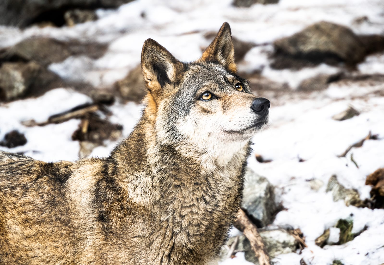 rencontre loup mercantour